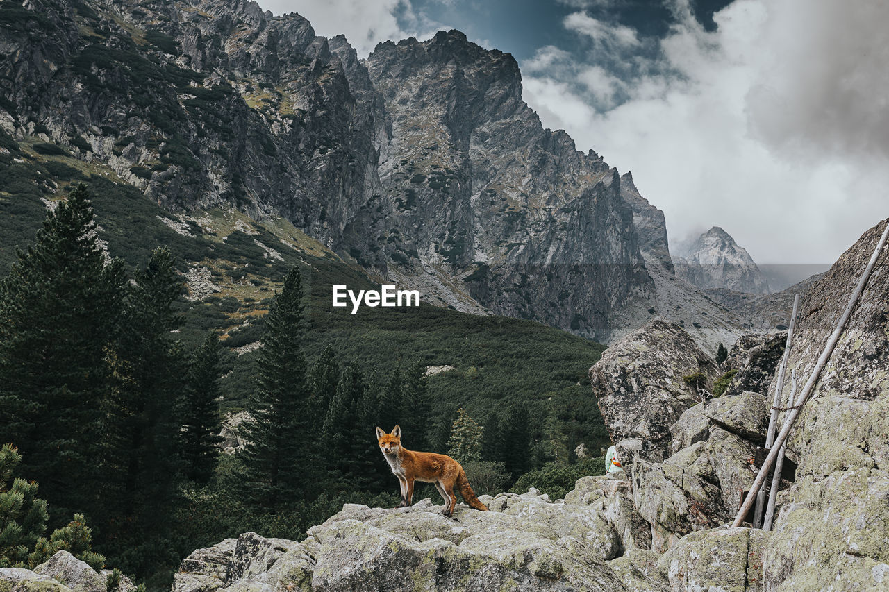 Fox standing on rocks against mountain range