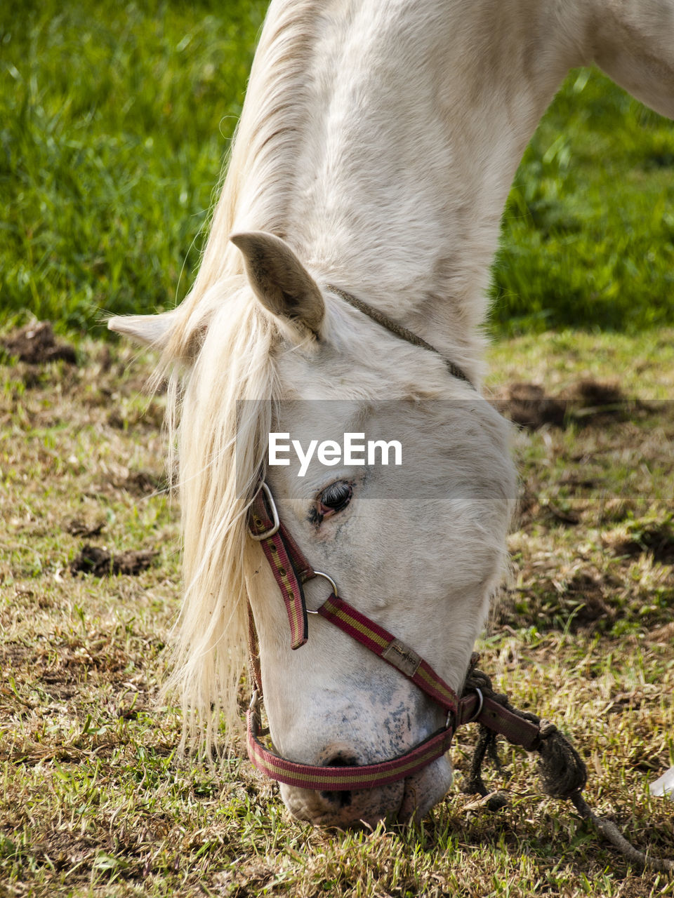 Close-up of horse on field