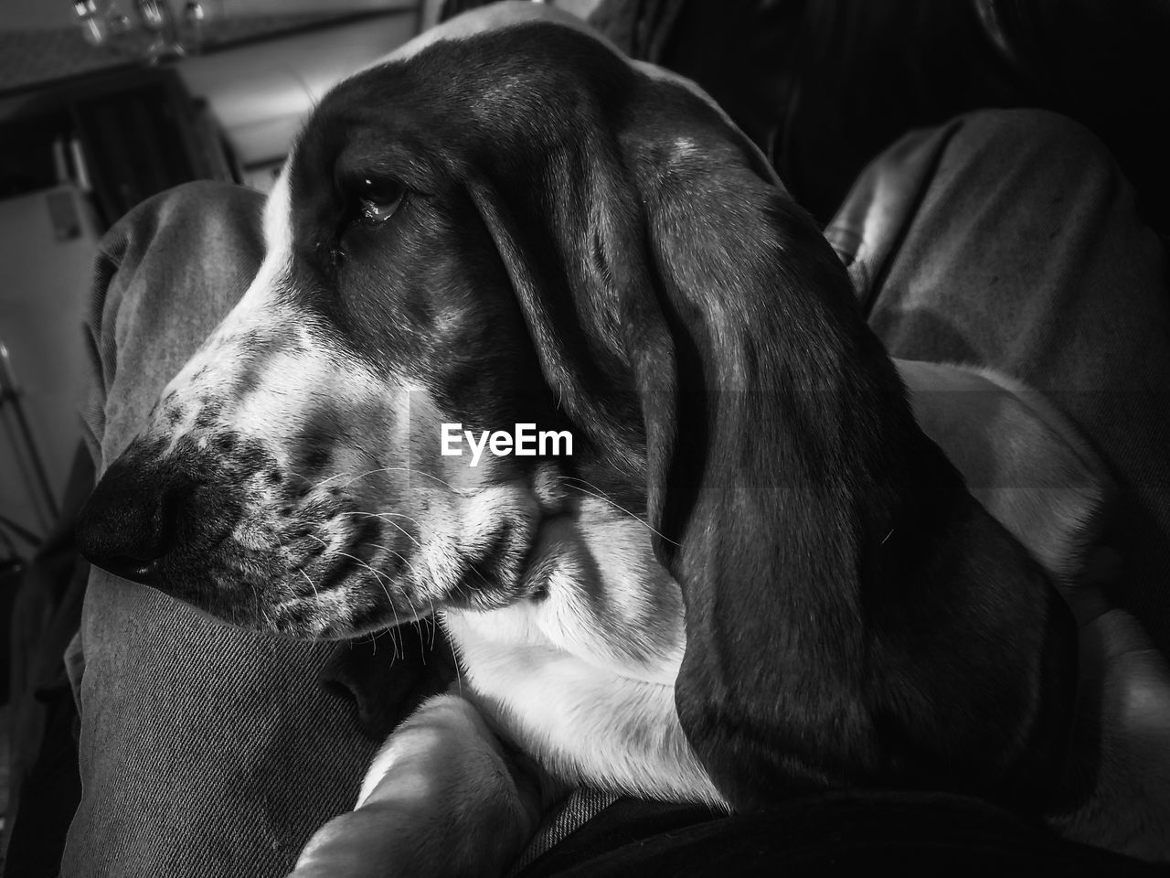 CLOSE-UP OF DOG RELAXING ON BED AT HOME