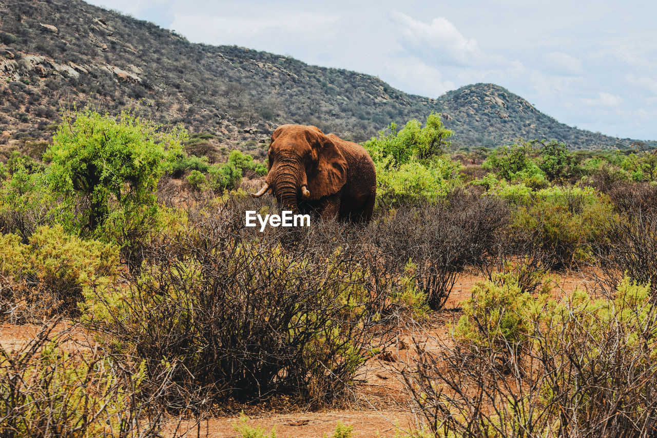 A male african elephant - loxodonta africana grazing in the wild at samburu national reserve, kenya