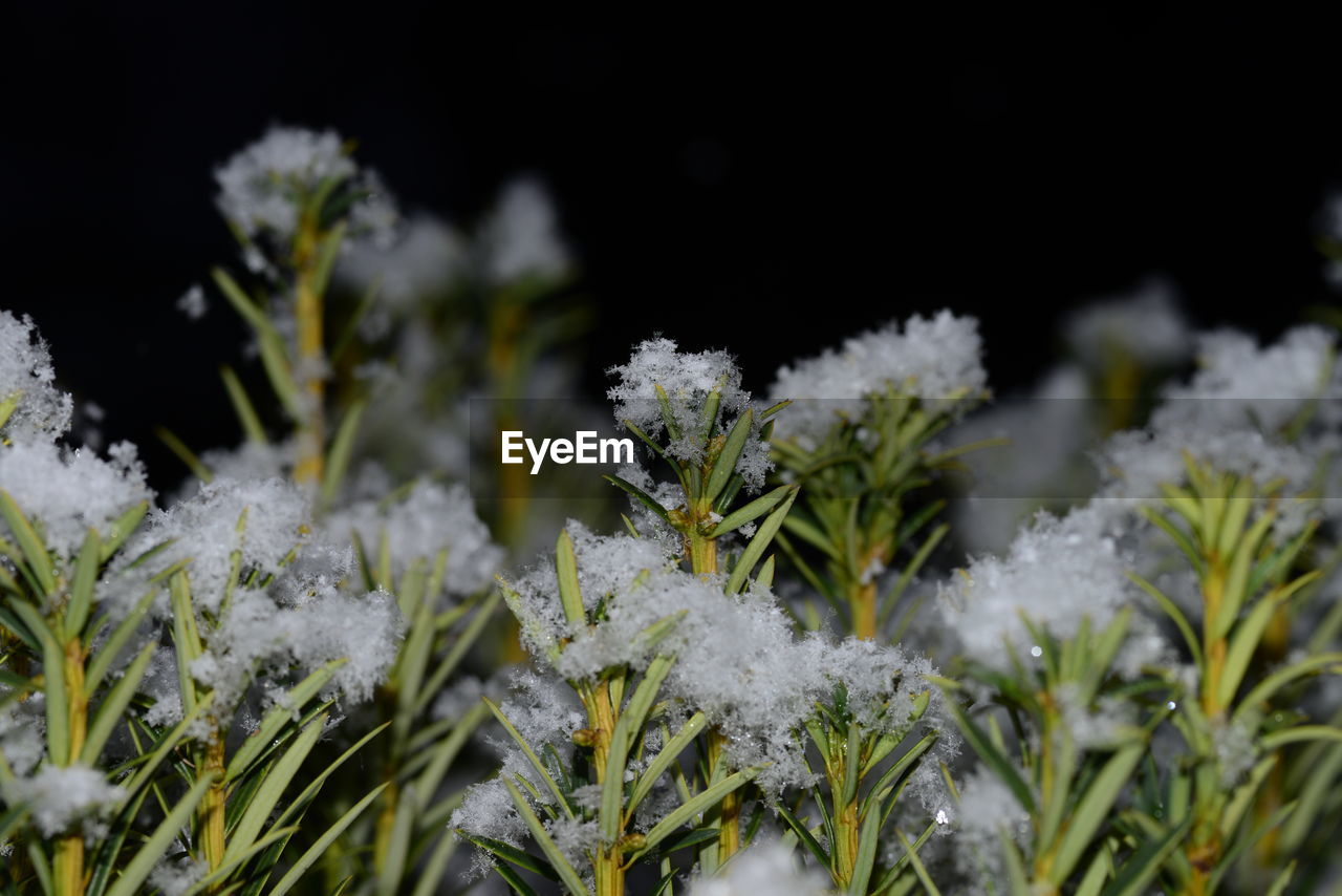 Close-up of plants with frost