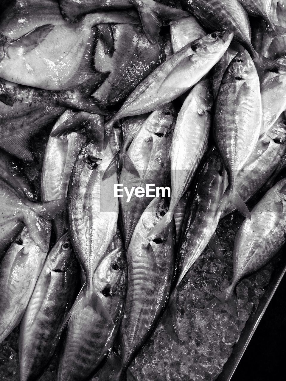 FULL FRAME SHOT OF FISH FOR SALE