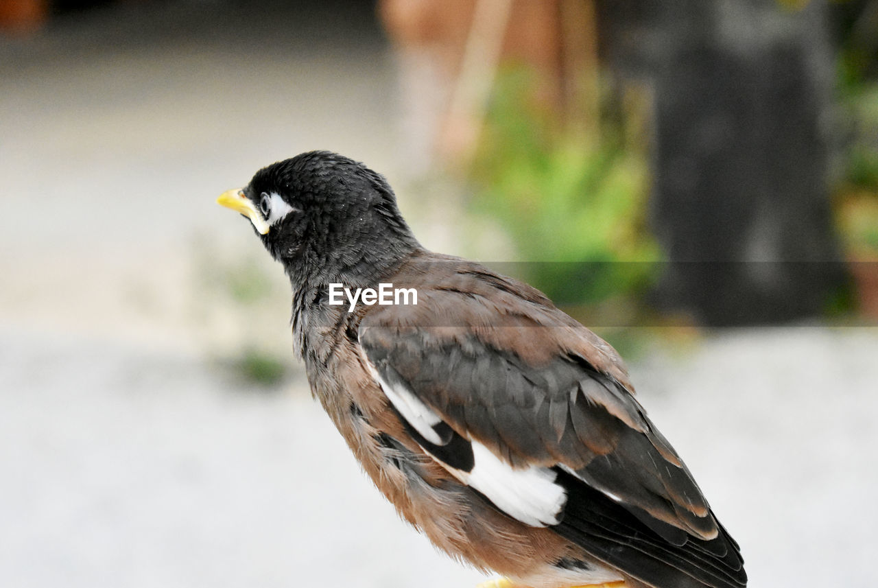 SIDE VIEW OF BIRD PERCHING ON STEM