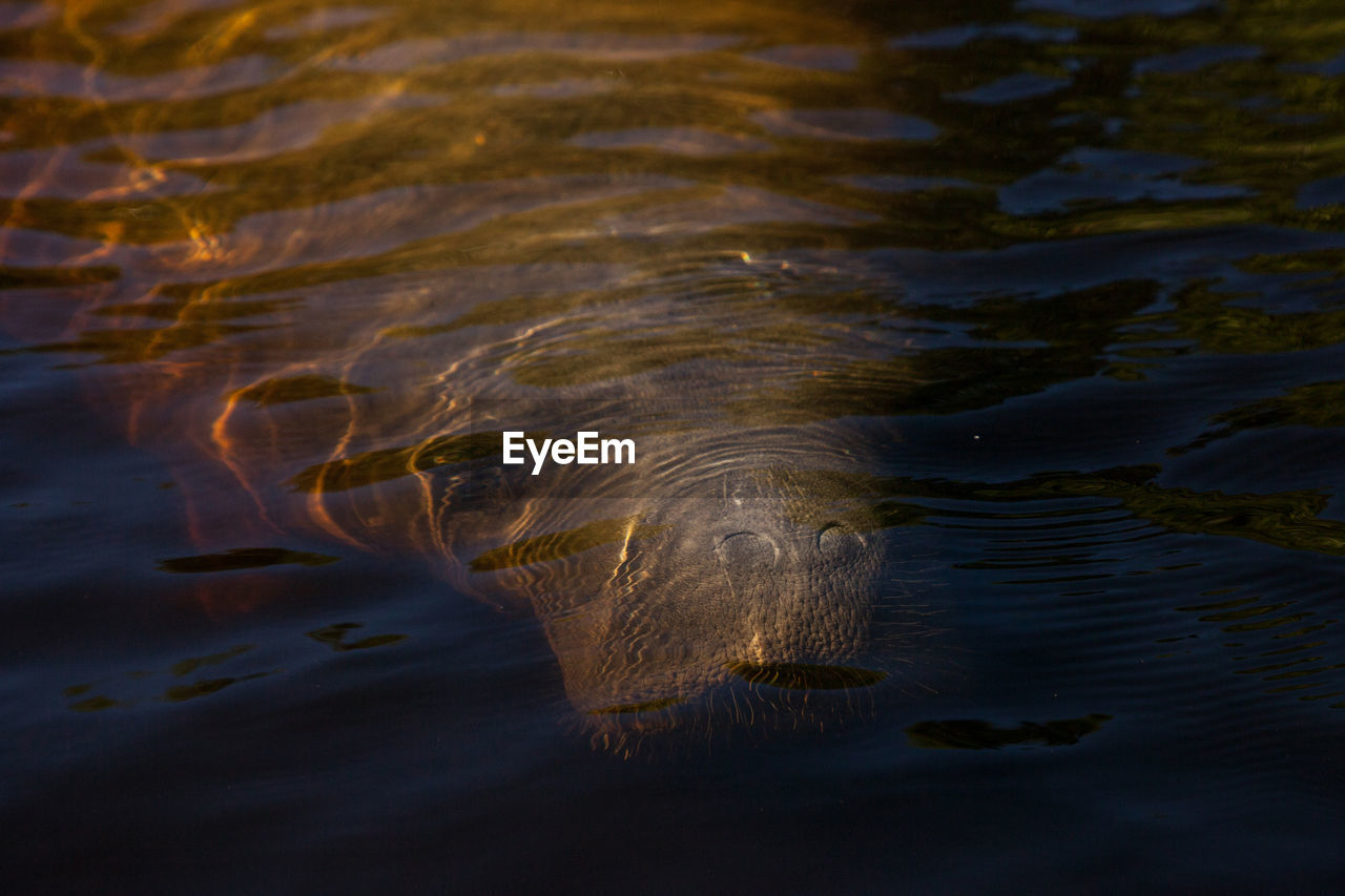 West indian manatee trichechus manatus in southwest florida as it floats slowly through a riverway