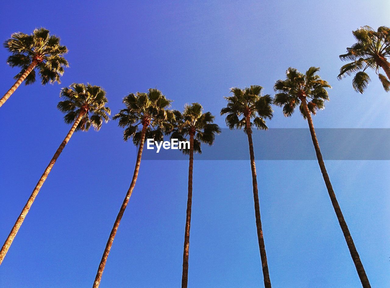 Low angle view of trees against clear blue sky