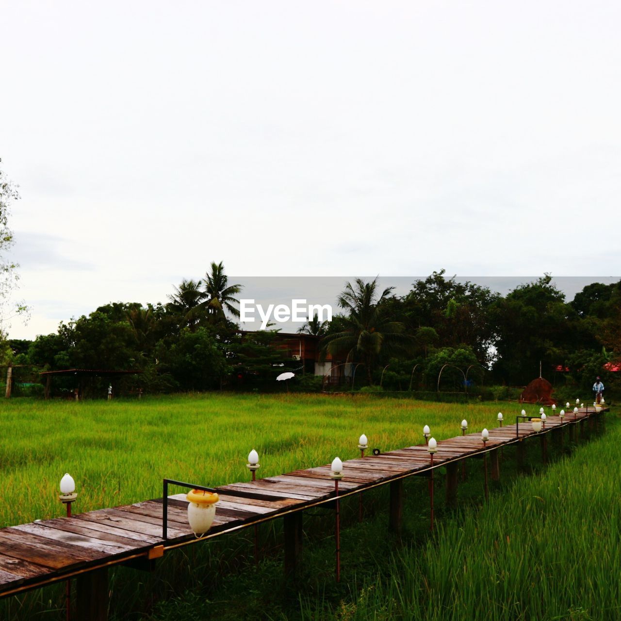 TREES AND GRASS ON FIELD