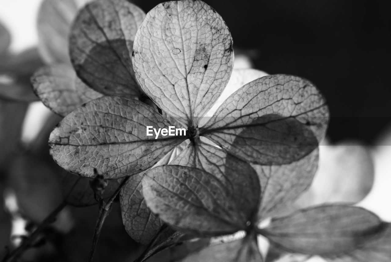 Close-up of green leaves on plant