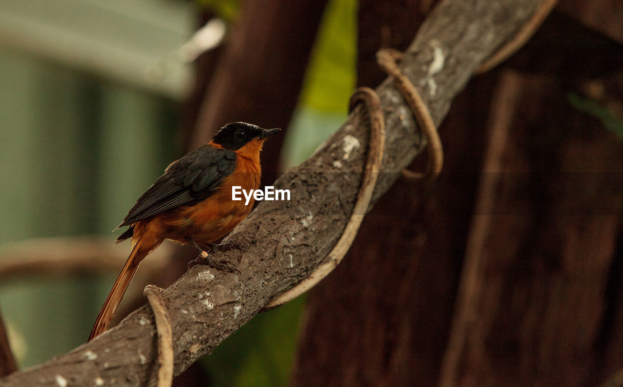 Close-up of bird perching on branch