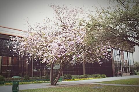 VIEW OF FLOWERS GROWING ON TREE