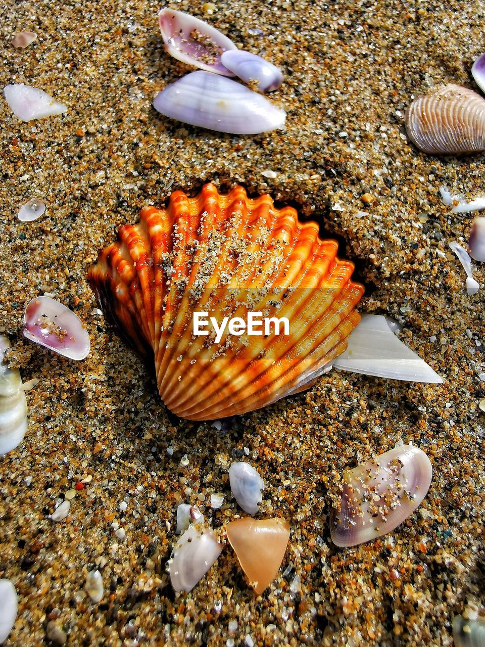 CLOSE-UP OF SHELLS ON SAND