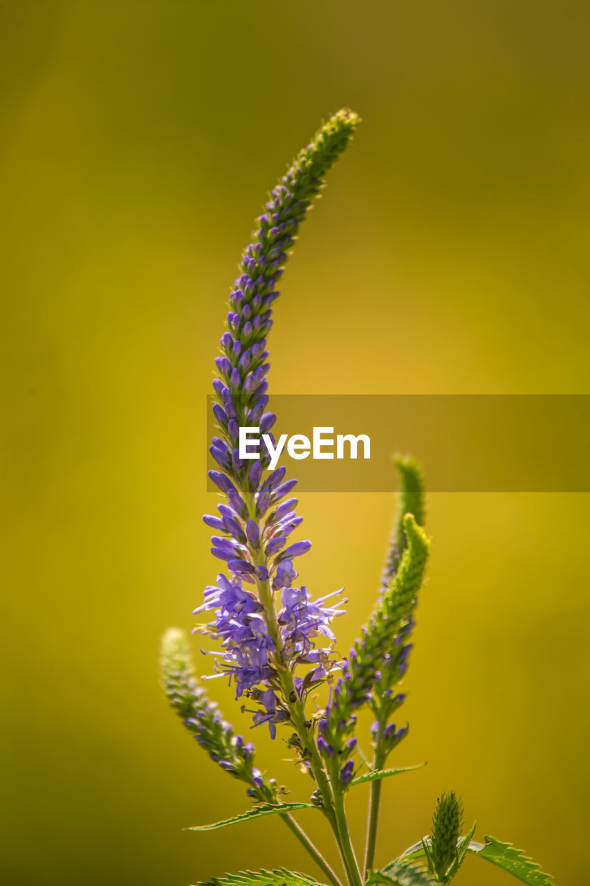 Close-up of yellow flowering plant