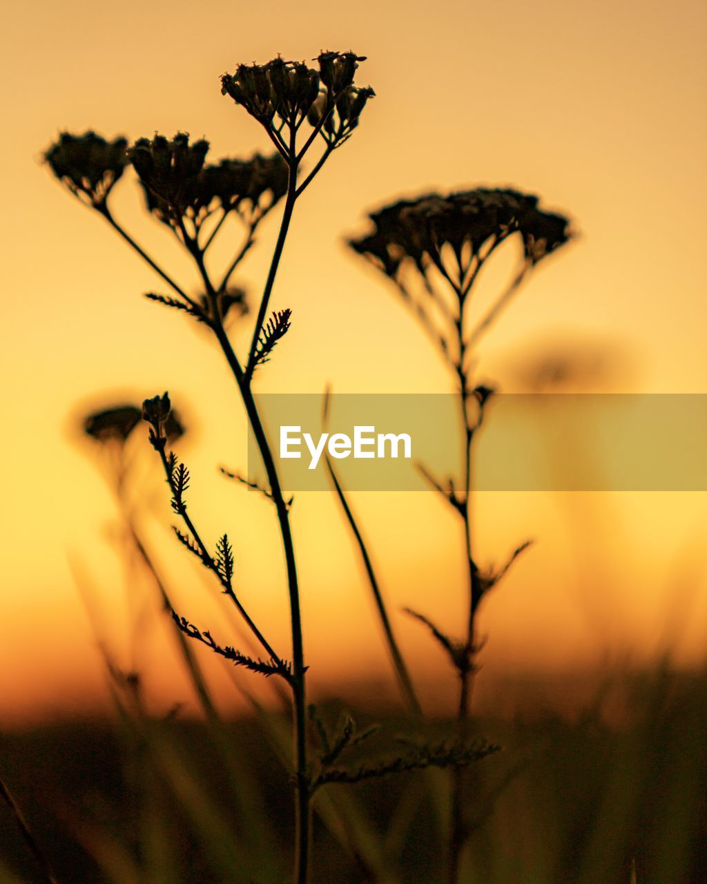 Close-up of yellow flowering plants on field during sunset