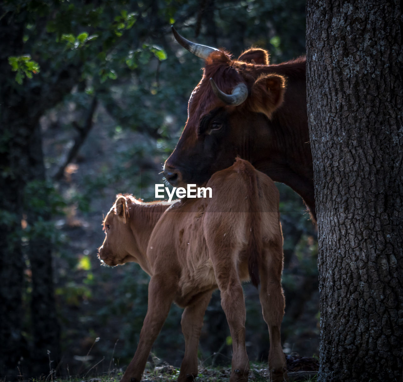 HORSES ON A FIELD