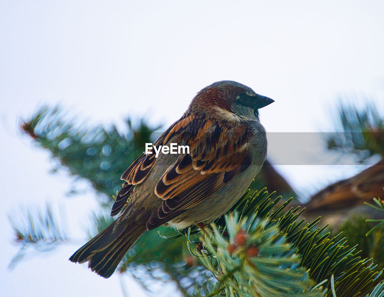 LOW ANGLE VIEW OF BIRD PERCHING ON TREE IN WINTER