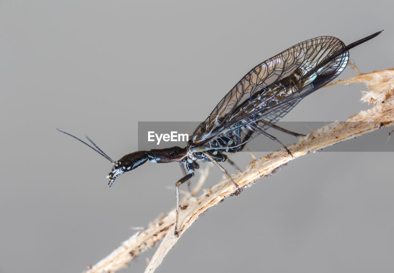 A whimsical snakefly sits on a branch