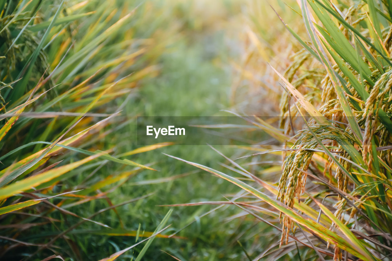 plant, grass, growth, green, nature, land, lawn, no people, beauty in nature, field, close-up, leaf, agriculture, day, prairie, landscape, focus on foreground, flower, environment, outdoors, crop, rural scene, meadow, cereal plant, tranquility, tree, food, food and drink, selective focus, branch, freshness