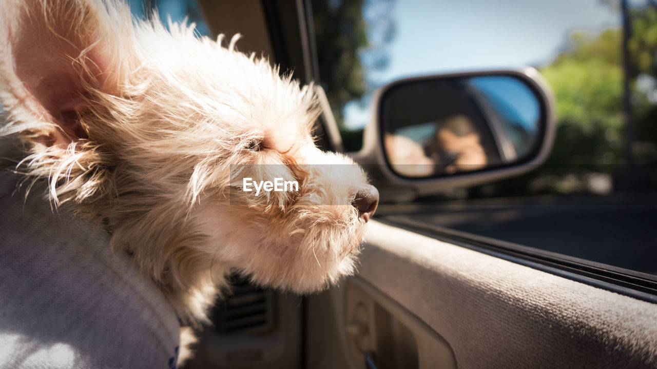 Close-up of dog looking through car window