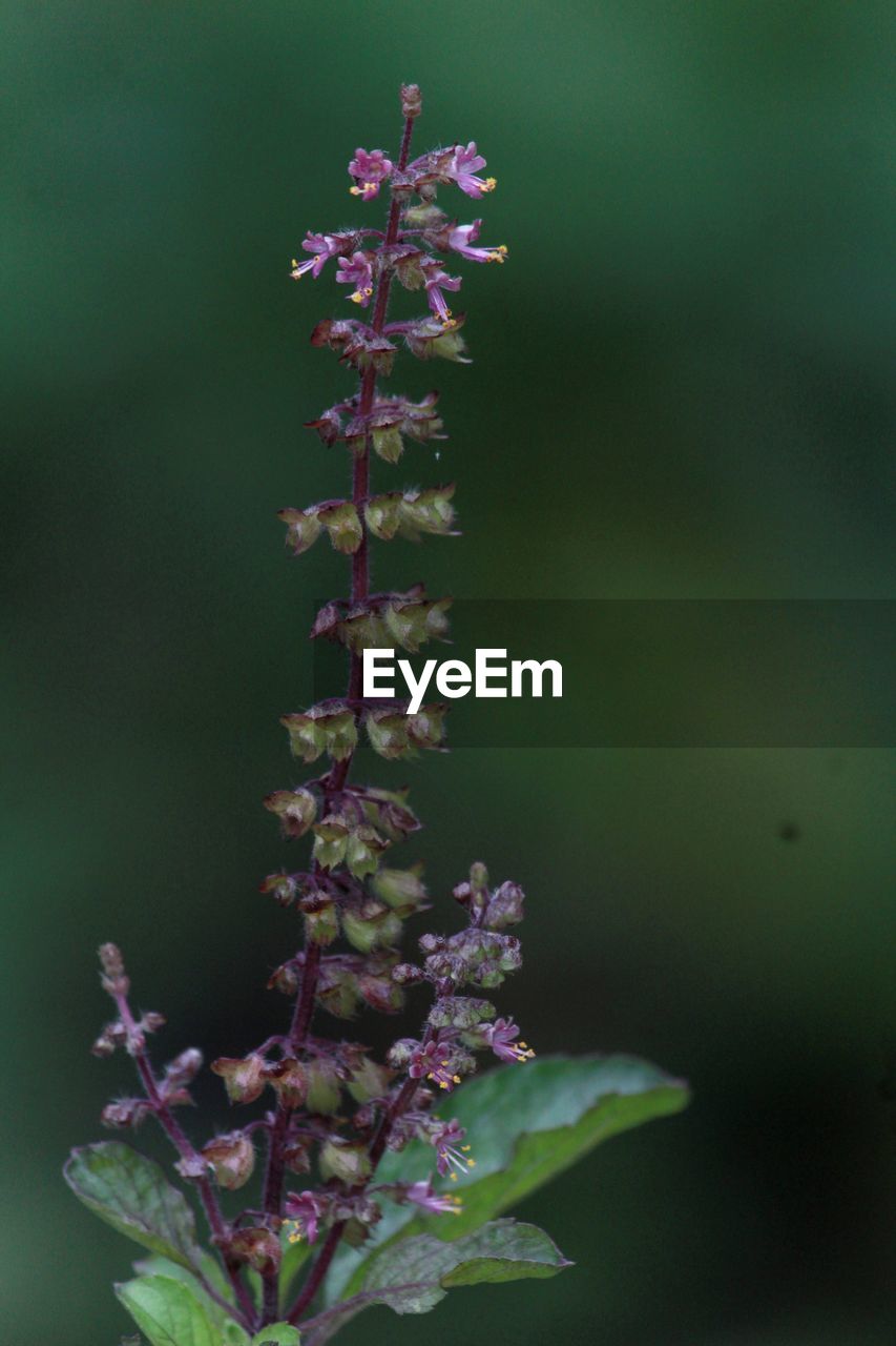 Close-up of purple flowering plant