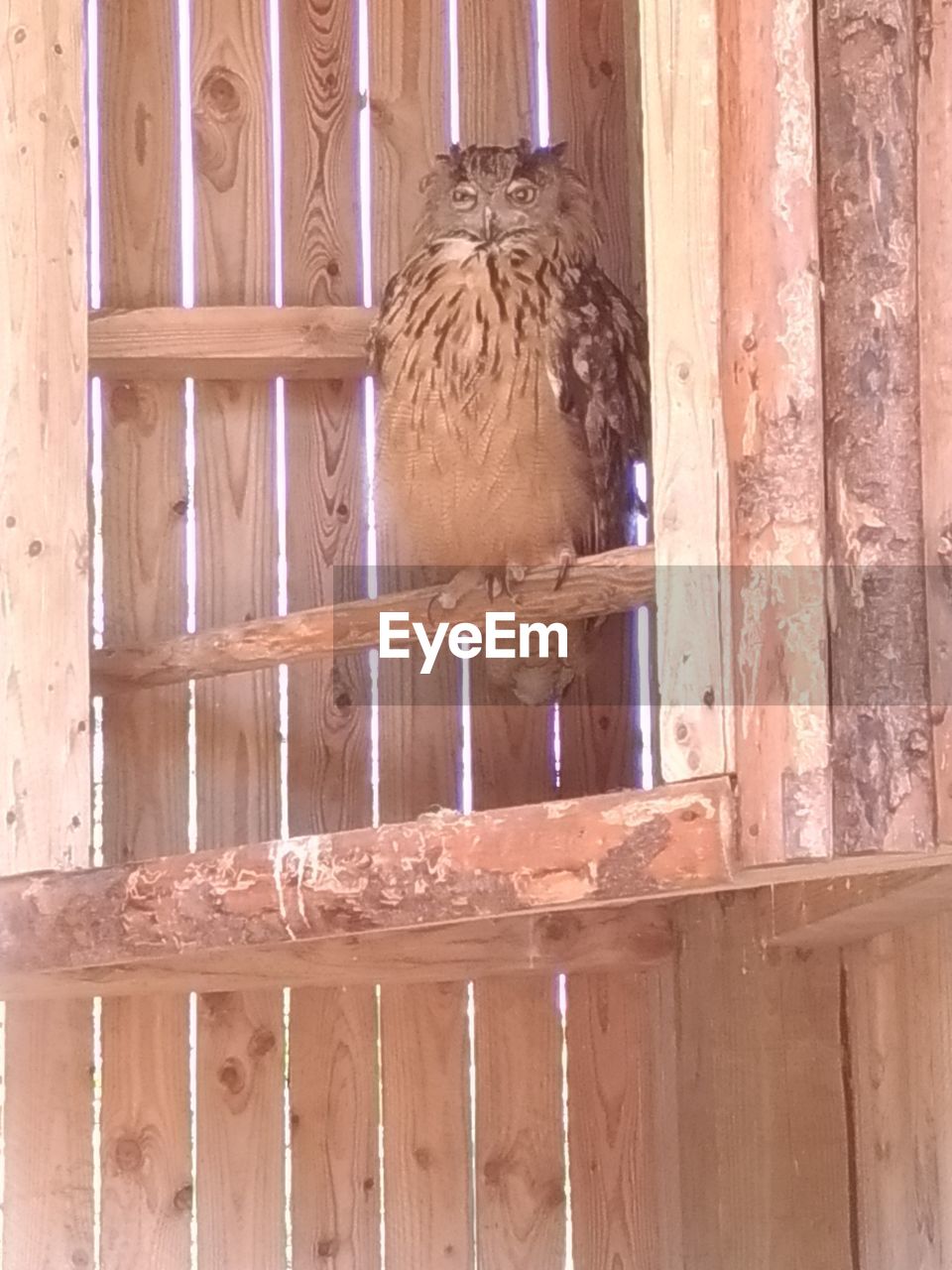 CLOSE-UP OF BIRD ON WOODEN WALL