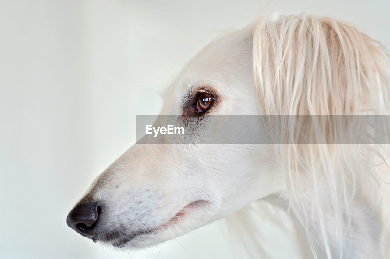 dog, one animal, pet, animal, animal themes, domestic animals, canine, mammal, white, animal body part, looking, portrait, close-up, animal hair, animal head, looking away, indoors, retriever, hound, side view, profile view, sports, nose, studio shot, cute, no people, animal sports