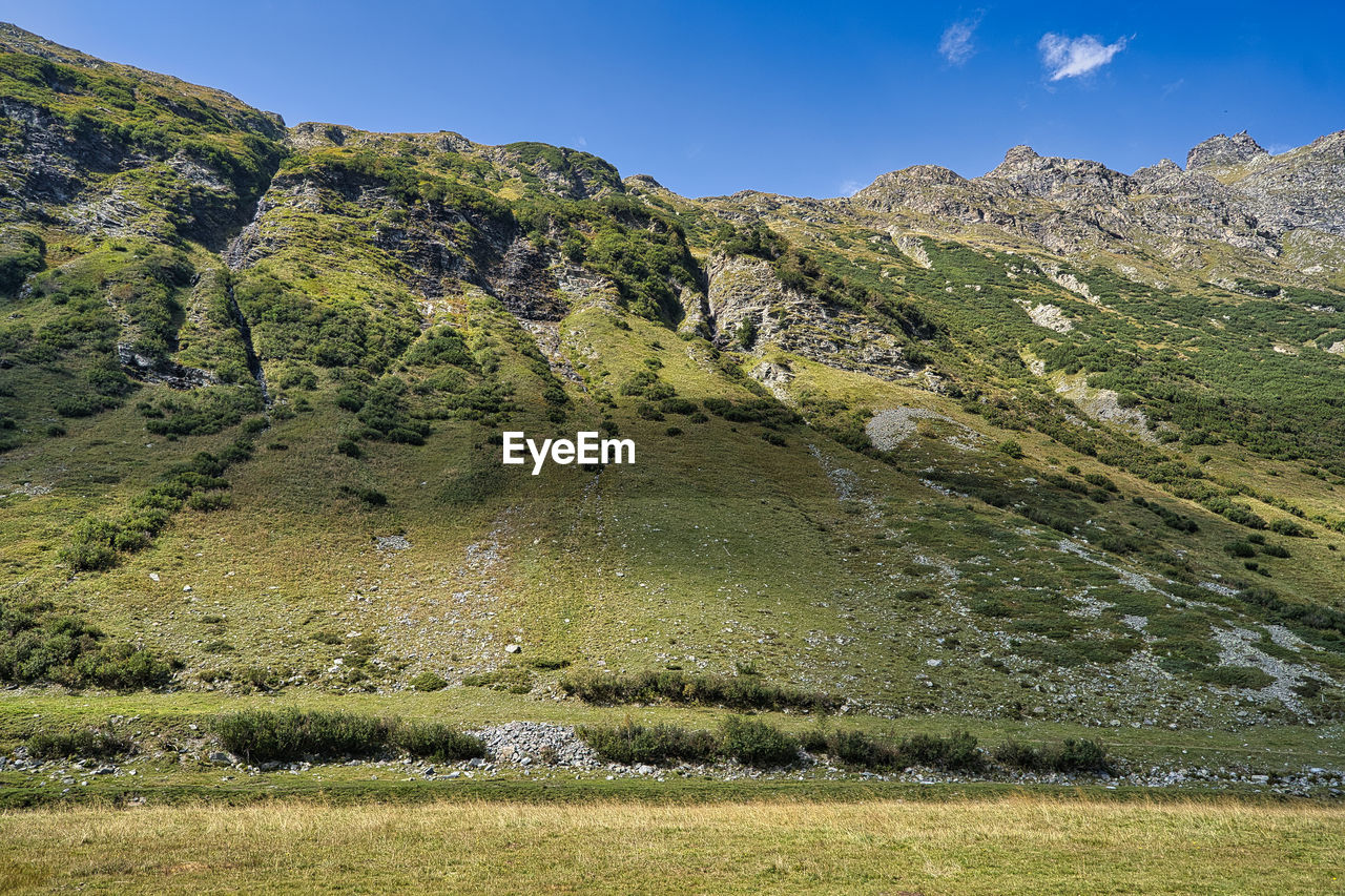 PLANTS GROWING ON LAND