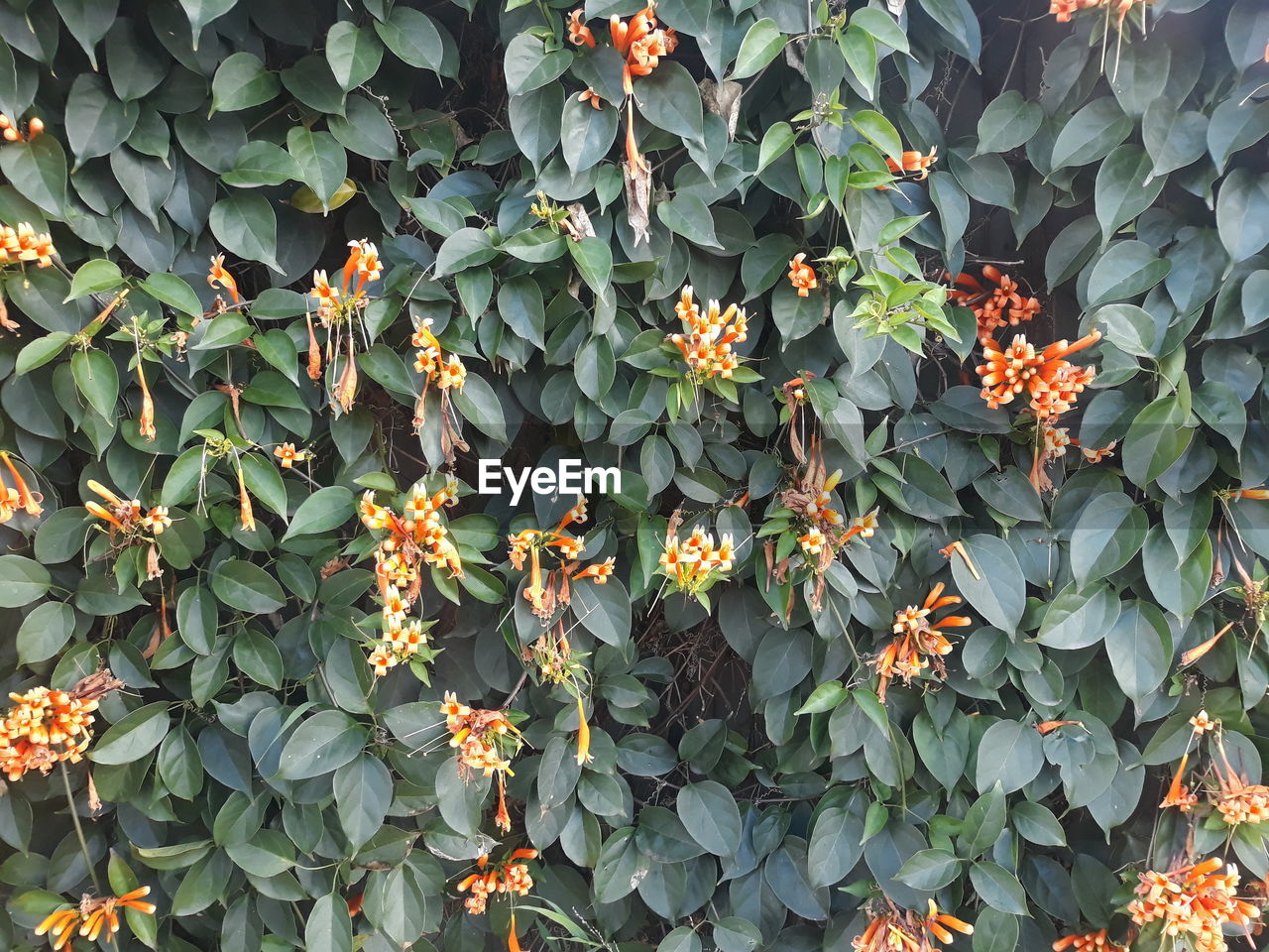 Full frame shot of flowering plants