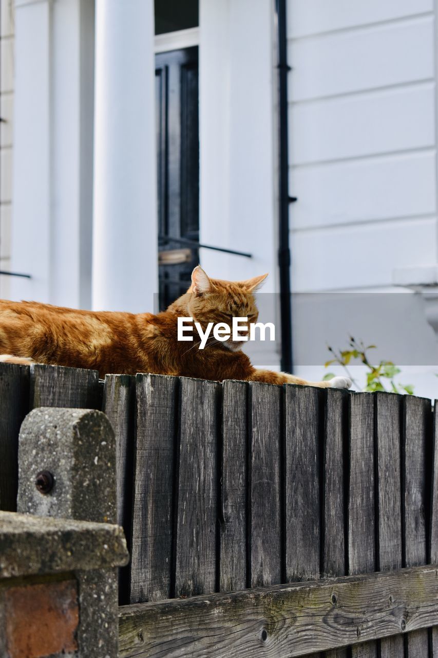 Cat relaxing on wooden fence