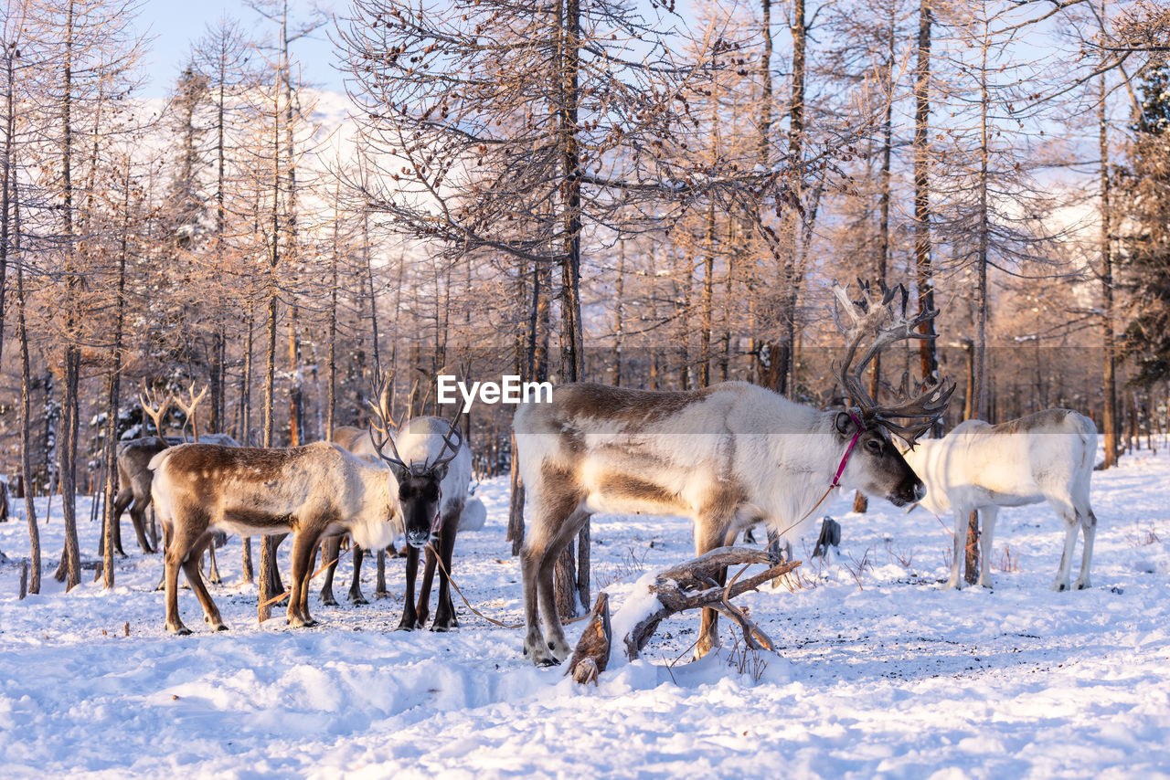 winter, animal, animal themes, snow, mammal, cold temperature, animal wildlife, tree, group of animals, domestic animals, nature, wildlife, land, white, livestock, plant, no people, environment, bare tree, herd, deer, reindeer, beauty in nature, landscape, forest, field, outdoors, day, standing, pet