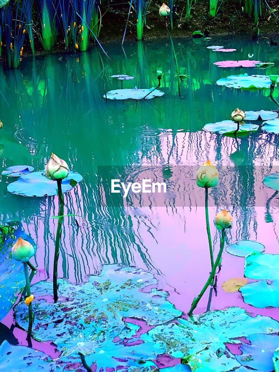 View of lotus water lily ID 130446546