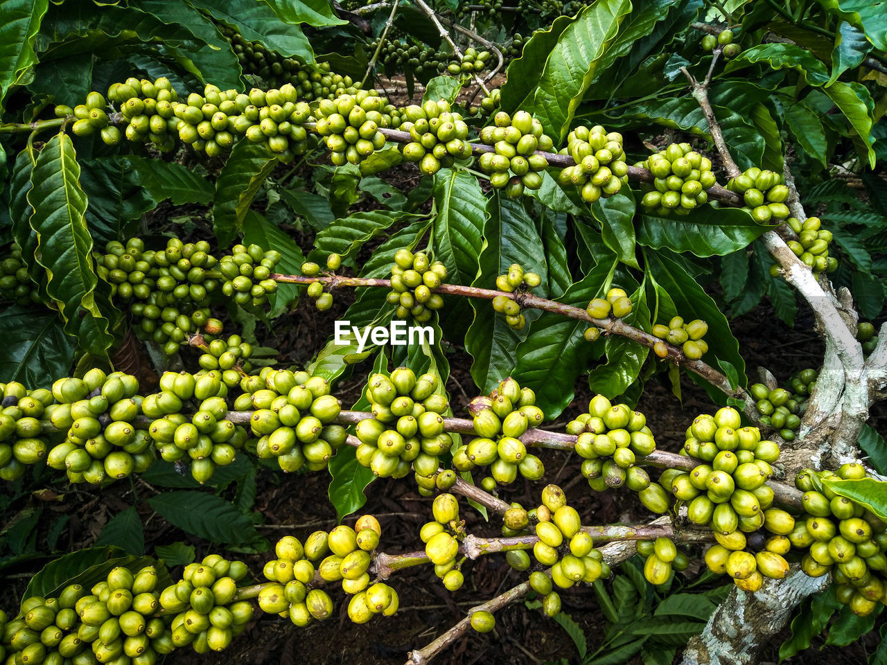 Coffee cup. coffee plantation. coffee beans background. coffee area landscape. lampung indonesia.