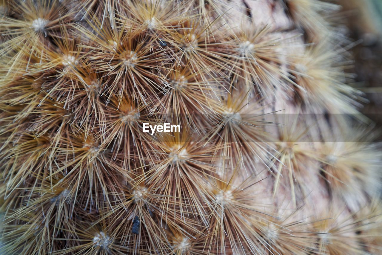 Close-up of succulent plant