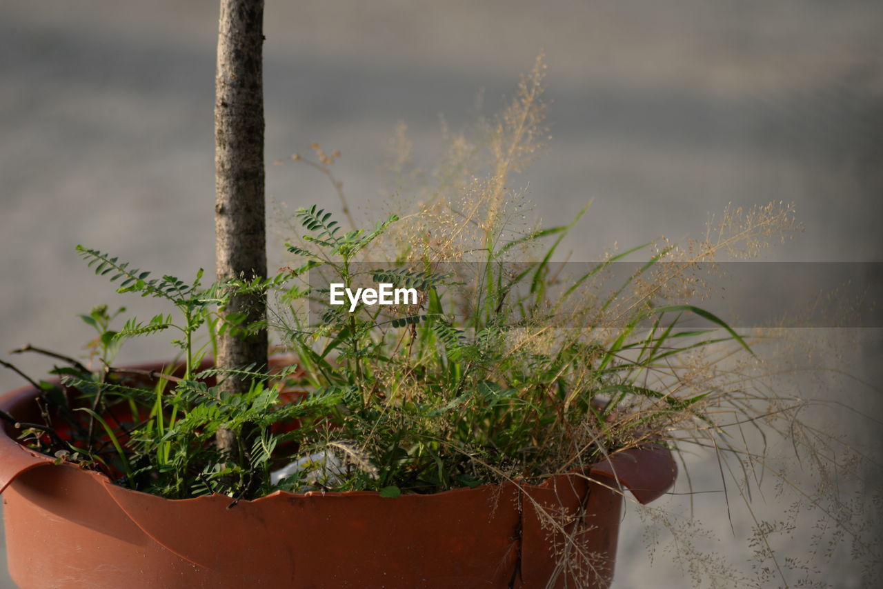 Close-up of potted plant