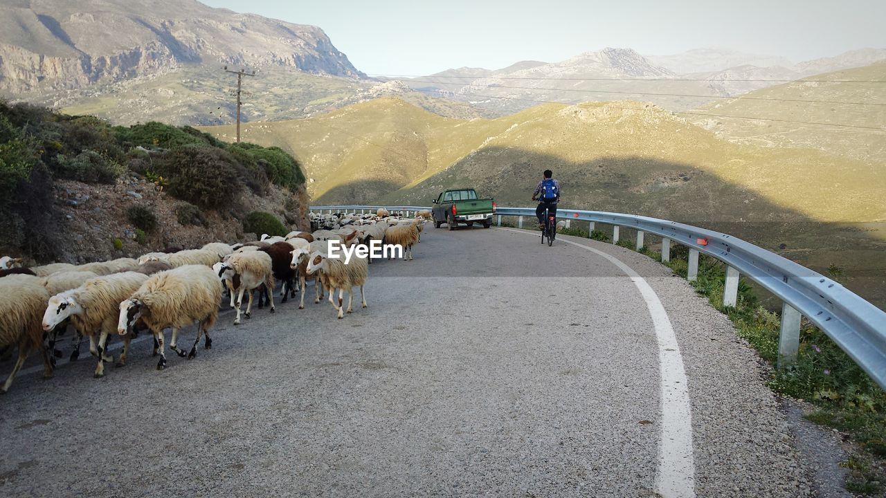 Sheep walking on mountain road