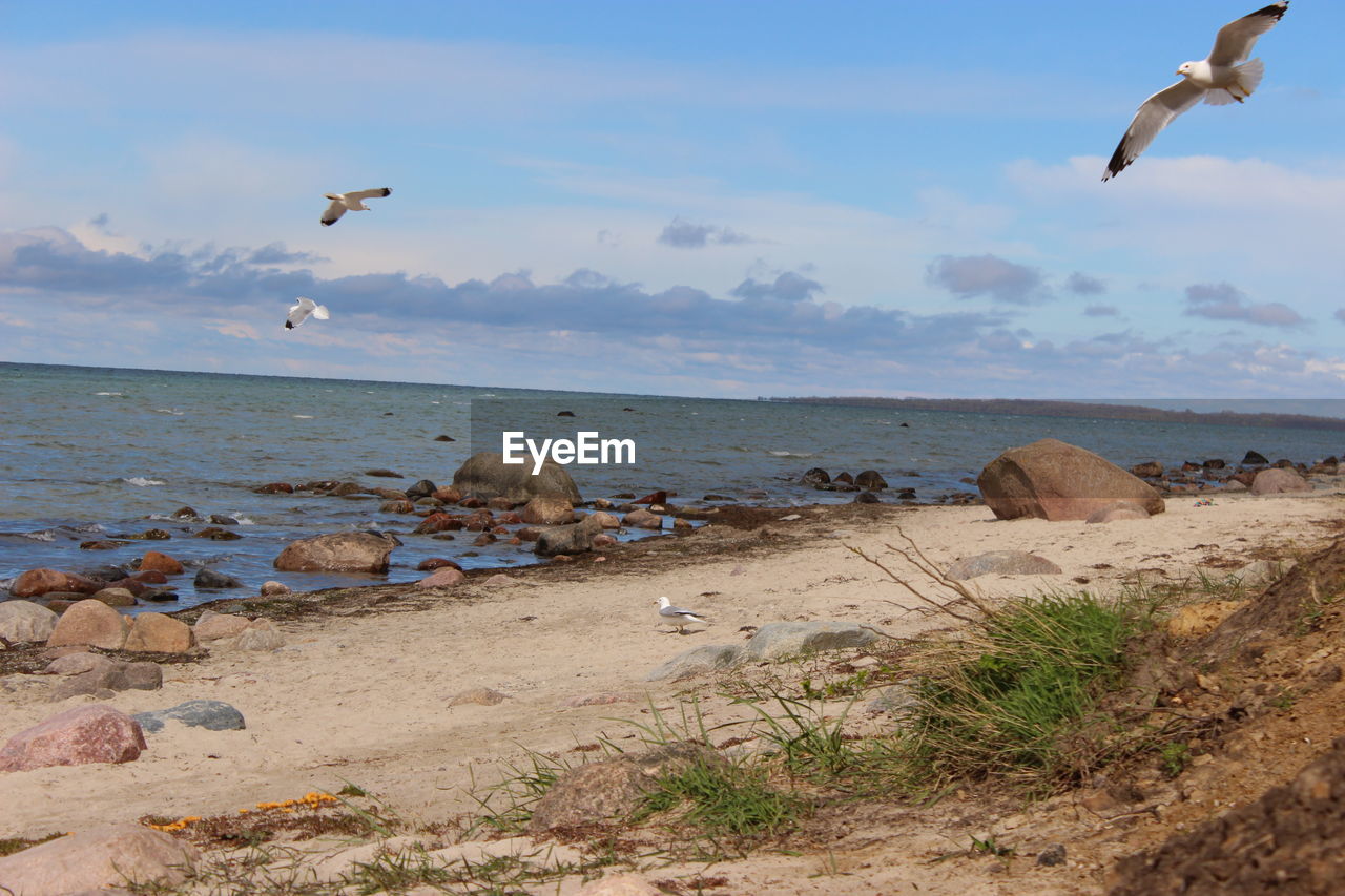 Seagulls flying over beach against sky