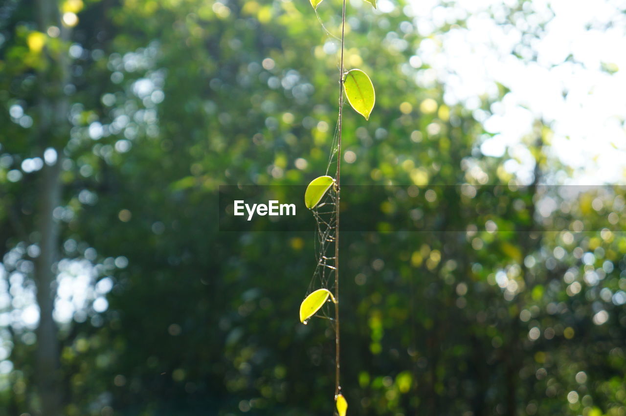 Close-up of yellow leaf against trees