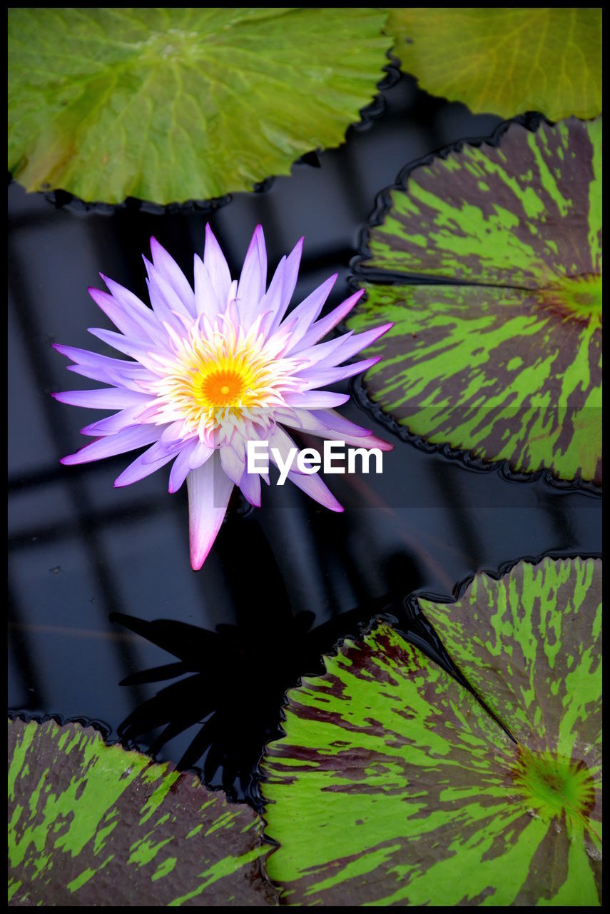 CLOSE-UP OF LOTUS WATER LILY IN LAKE