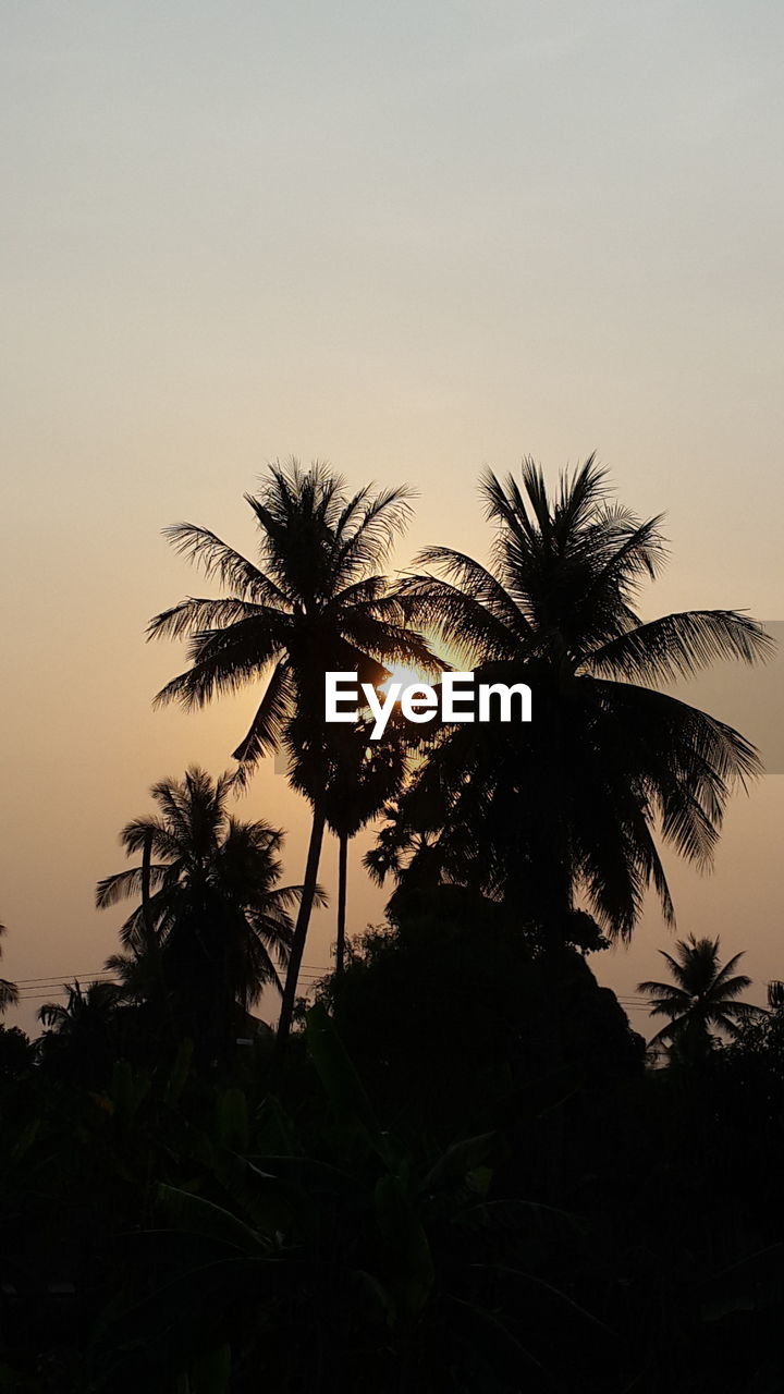 LOW ANGLE VIEW OF SILHOUETTE PALM TREE AGAINST CLEAR SKY