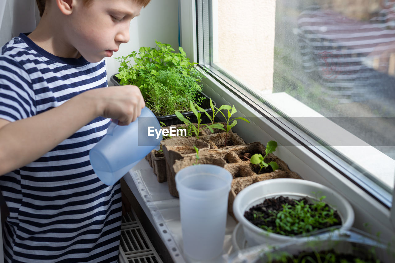  child red-haired boy watering plants in eco-peat pots on the windowsill, top view