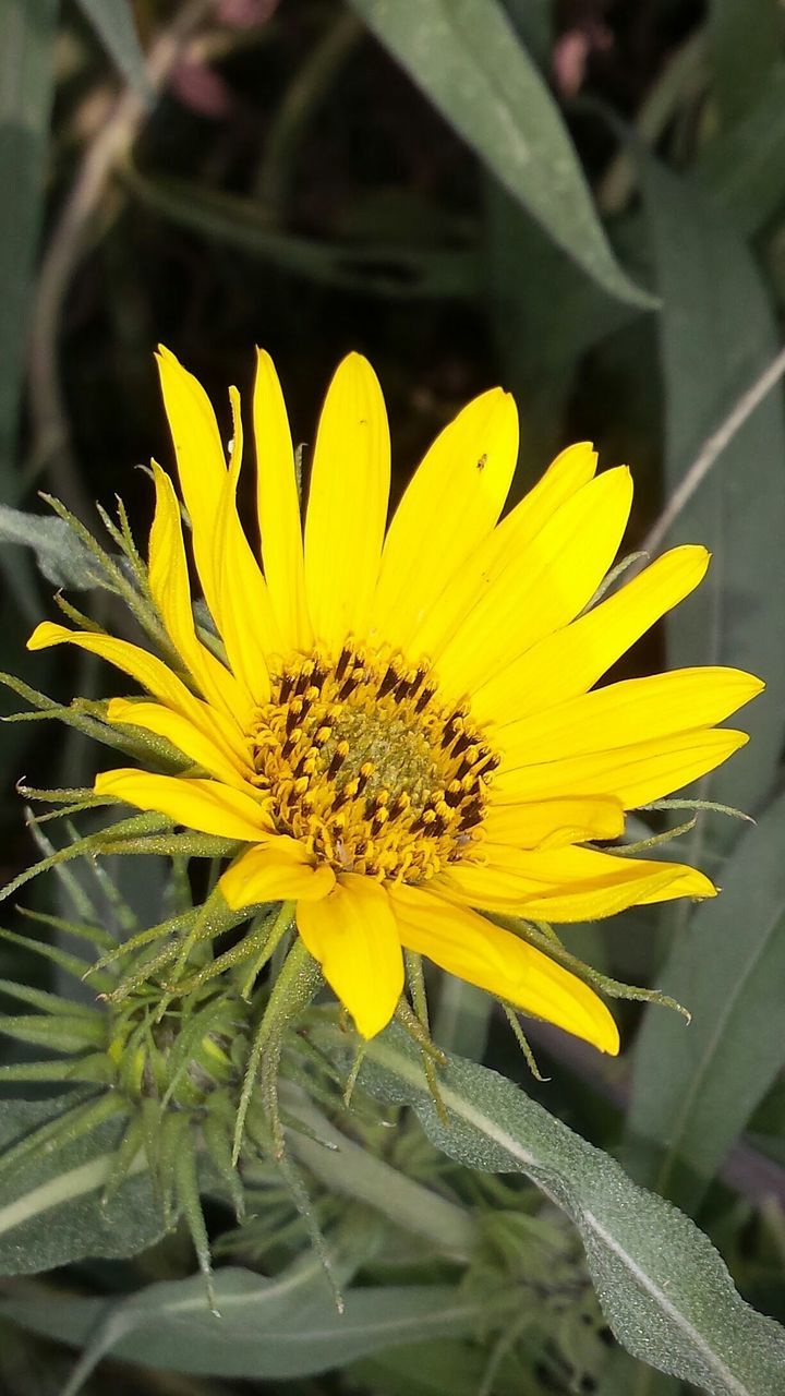 CLOSE-UP OF YELLOW FLOWERS