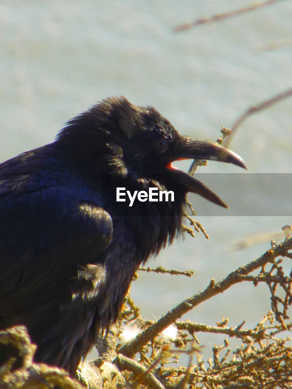 CLOSE-UP OF BIRD PERCHING ON A BRANCH
