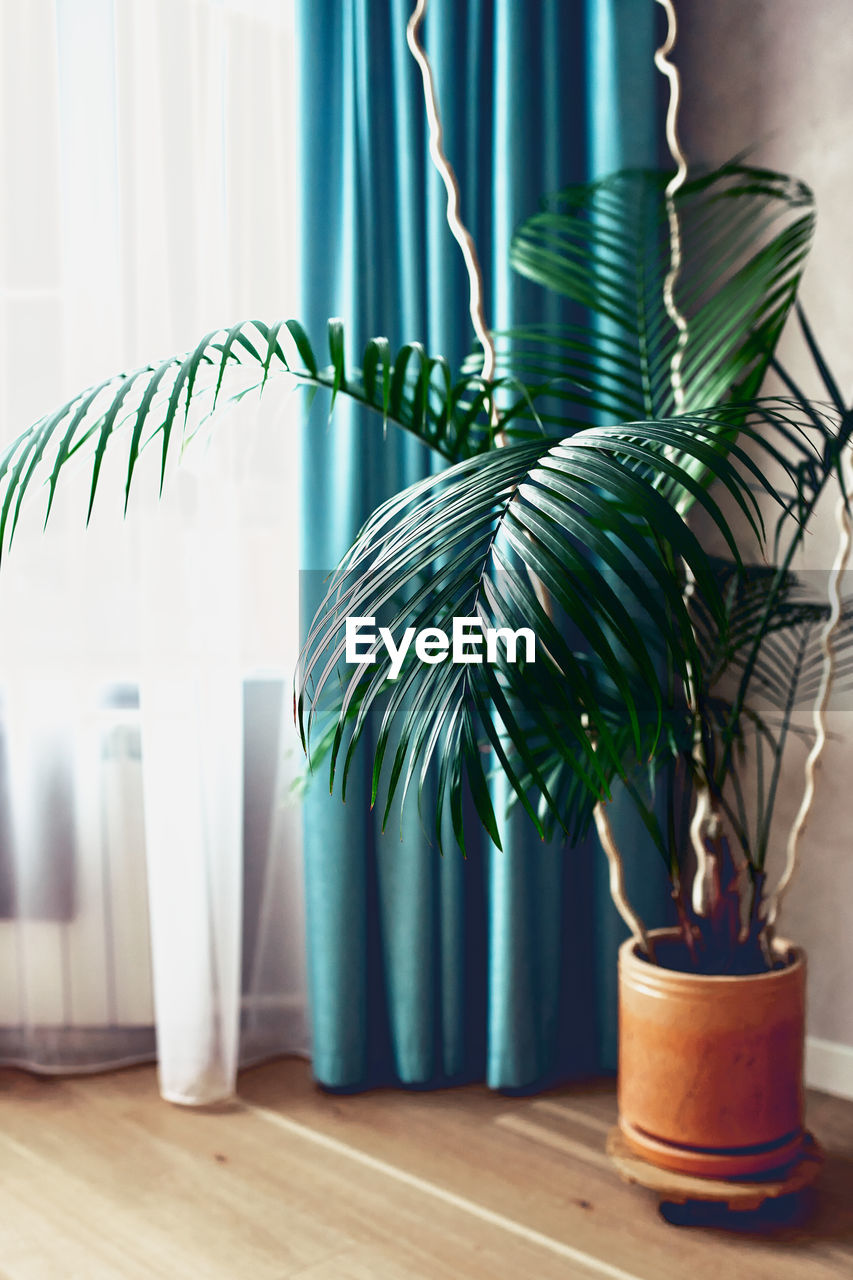 A large, beautiful fern flower in a pot on the living room floor by the window.