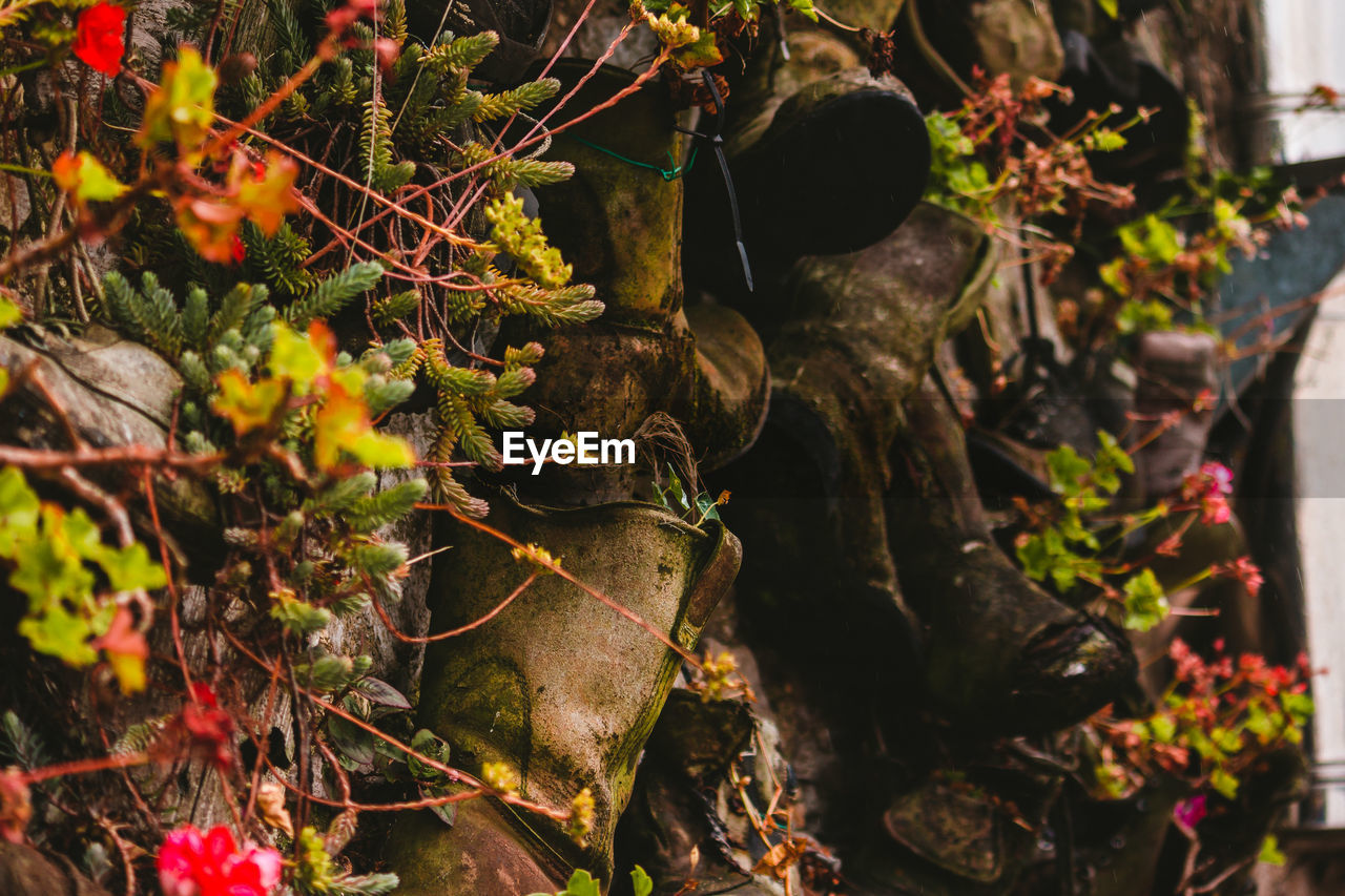 Close-up of old shoes on tree