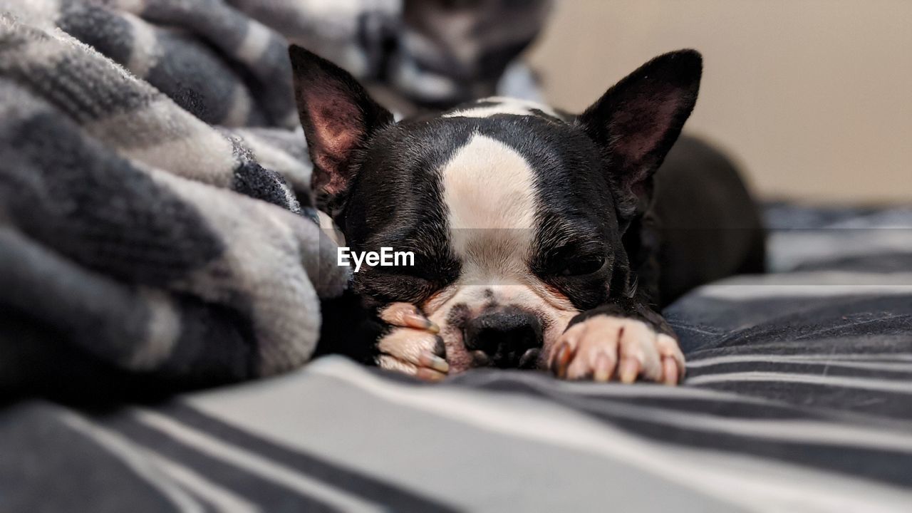 Sleepy boston terrier