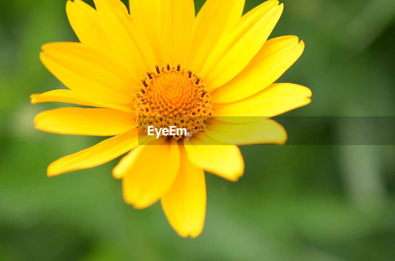 Close-up of yellow flower