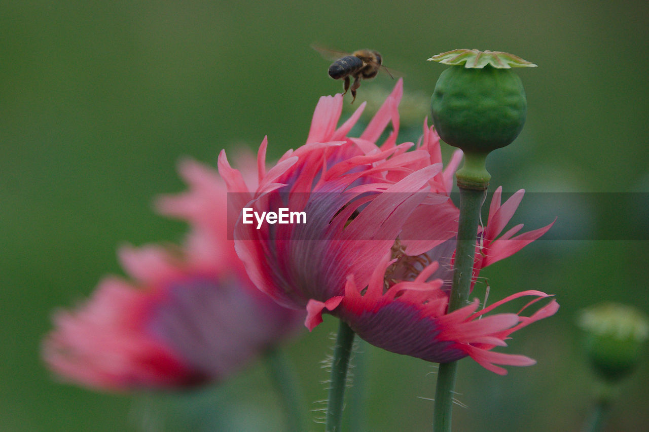 CLOSE-UP OF HONEY BEE POLLINATING FLOWER