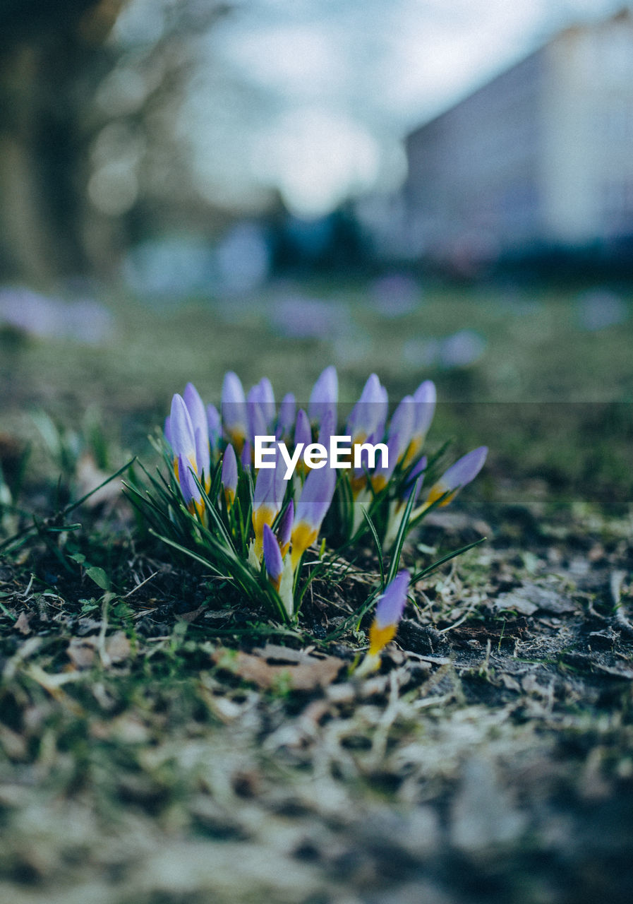 Close-up of purple crocus flowers