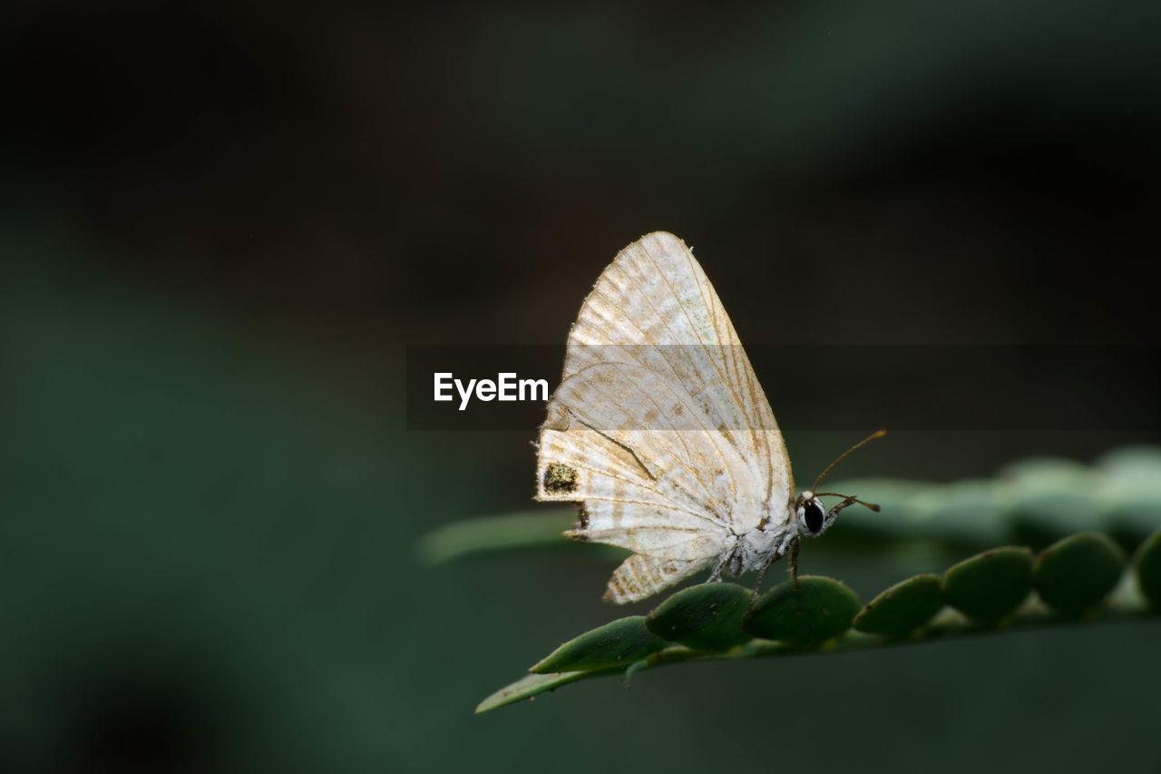 Butterfly on plant