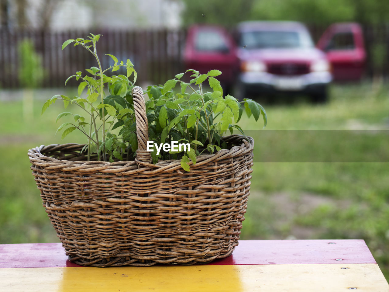 Basket with tomato seedlings stands on a table in the garden against the background of the house 