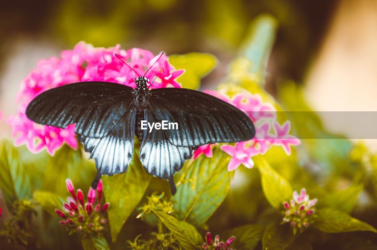 CLOSE-UP OF BUTTERFLY POLLINATING FLOWER