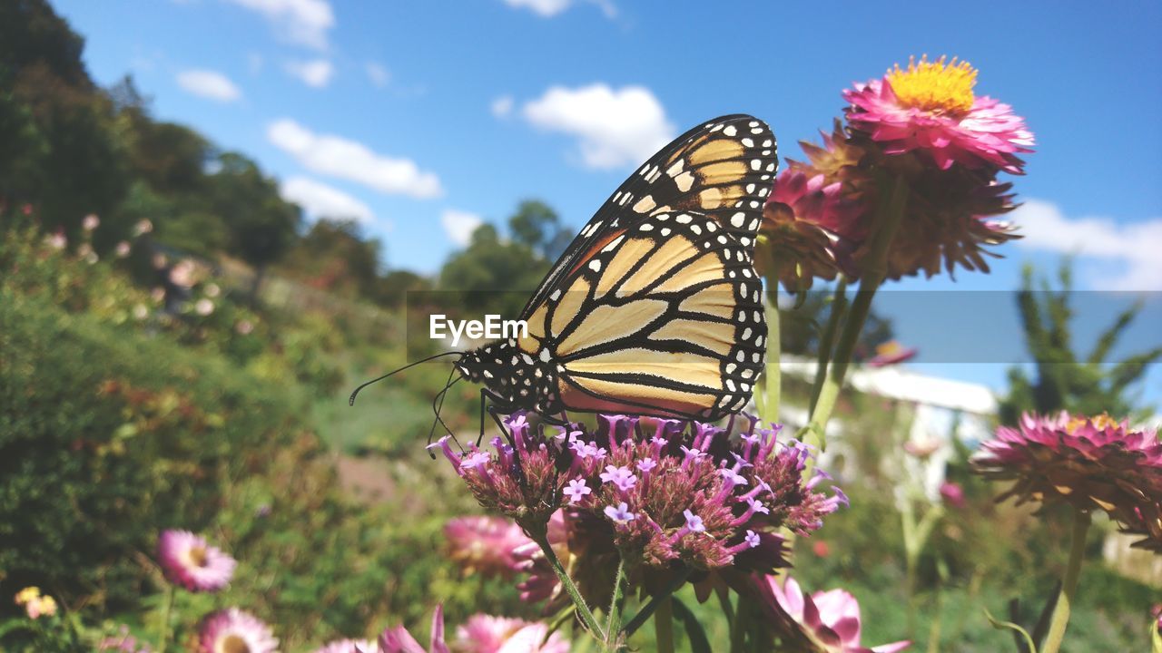 Close-up of butterfly on purple flower